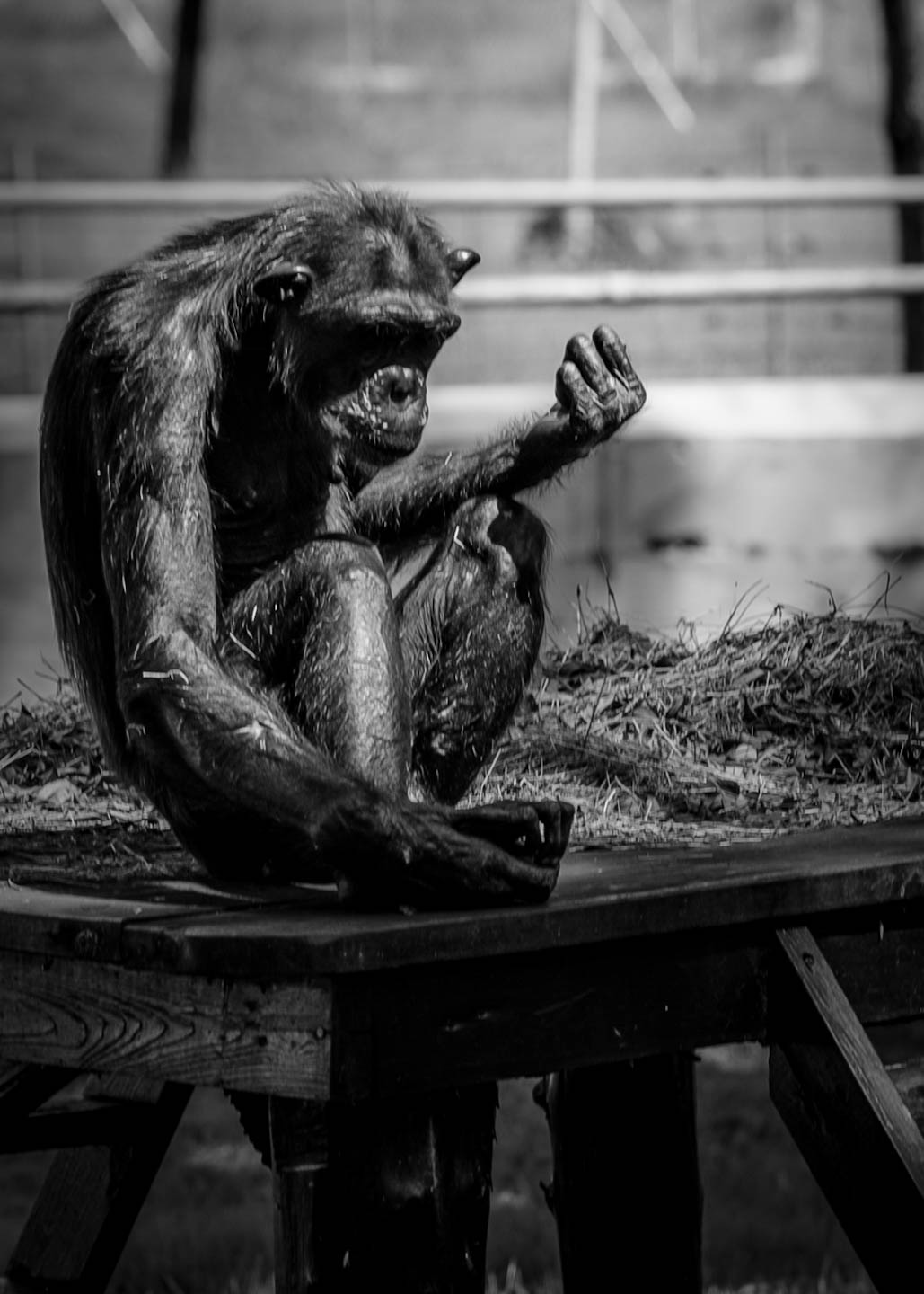 Foto nature 2 - Fotografía por Paloma Burgos, Santo Domingo