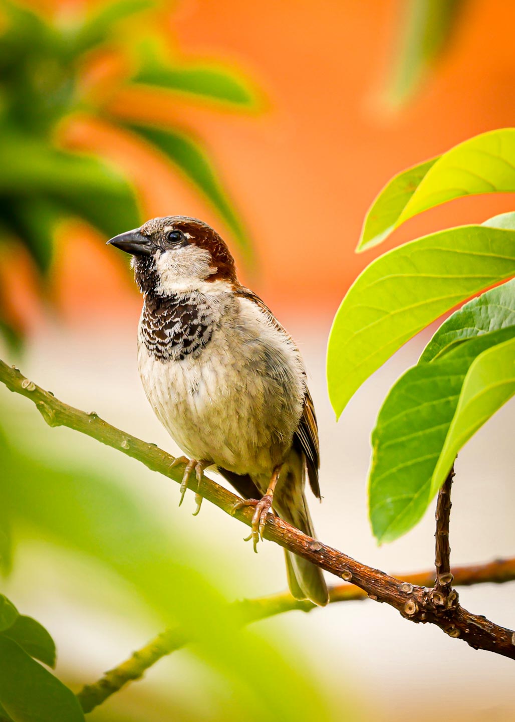 Foto nature 4 - Fotografía por Paloma Burgos, Santo Domingo